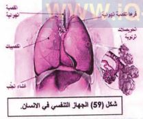 الجهاز التنفسي